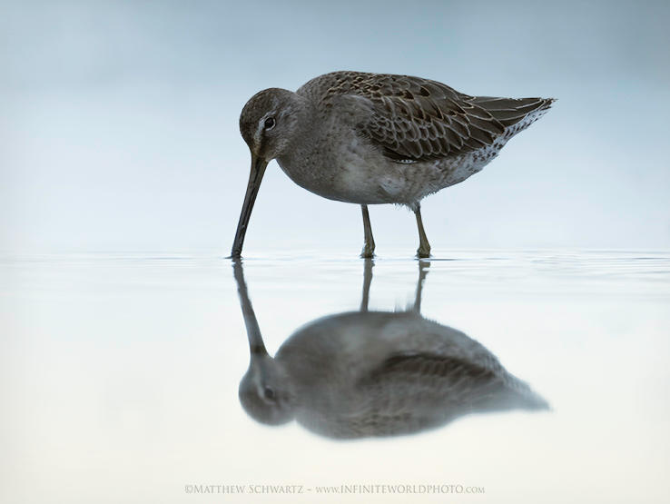 Dowitcher at dusk by Nature-Photo-Master