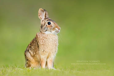 Curious Cottontail Rabbit