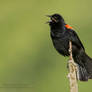 Male Red-Winged Blackbird, calling