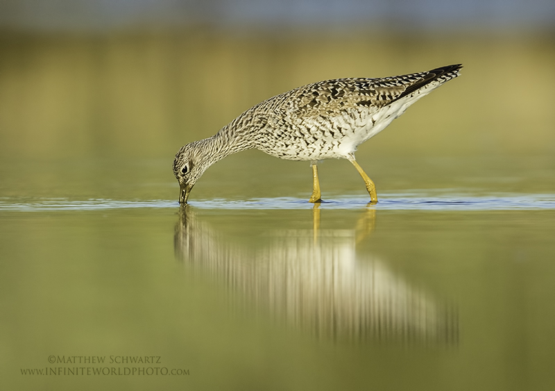 Yellowlegs In Evening