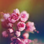 Tiny Pink