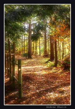 A walk in the park