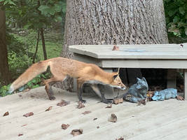 Fox meets Fox