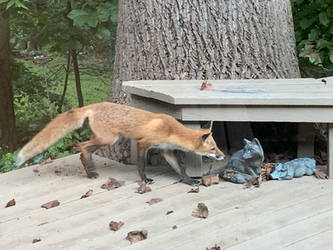 Fox meets Fox