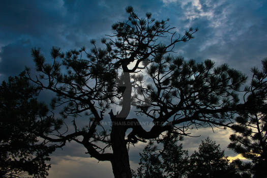 Ponderosa Pine at Night