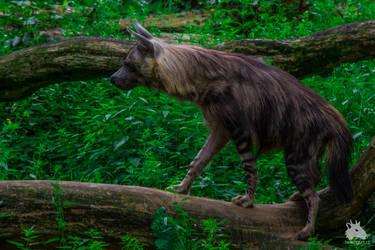 Hyaena