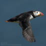 Puffin