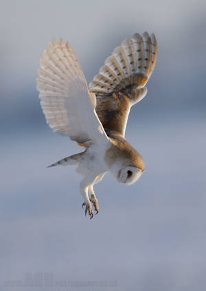 Barn Owl by Albi748