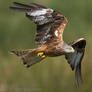 Red Kite