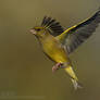 Greenfinch