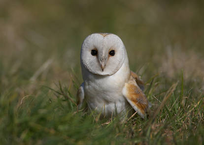 Barn Owl