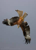 Red Kite