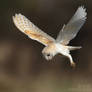 Barn Owl