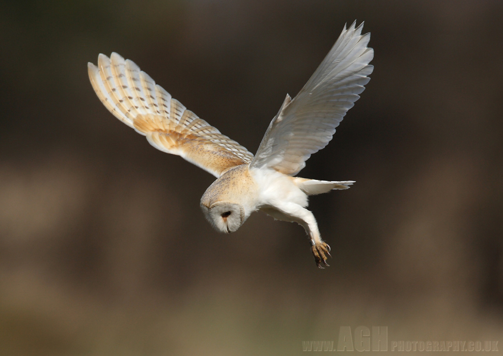 Barn Owl