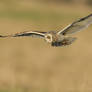 Short Eared Owl