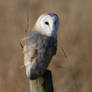 Barn Owl