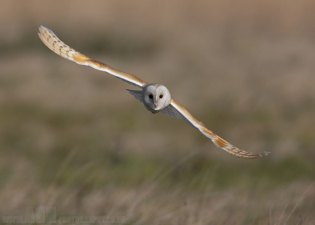 Barn Owl