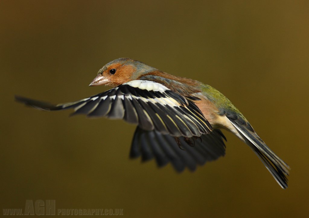 Chaffinch