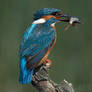Kingfisher with Prey