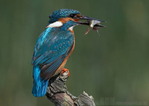 Kingfisher with Prey