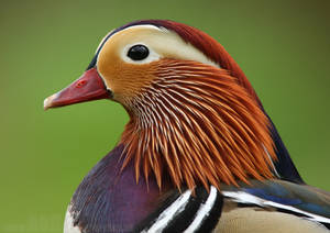 Mandarin Duck