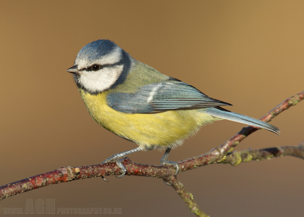 Blue Tit