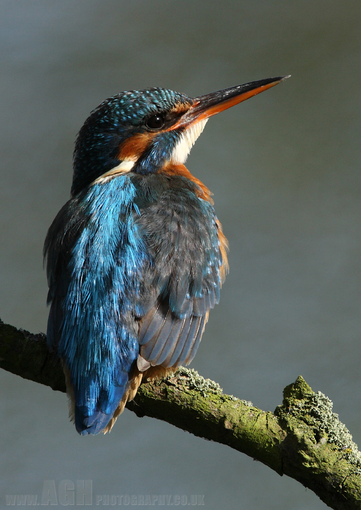 Kingfisher