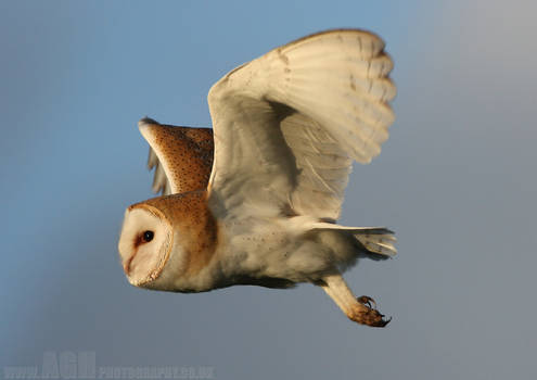 Barn Owl