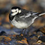 Pied Wagtail