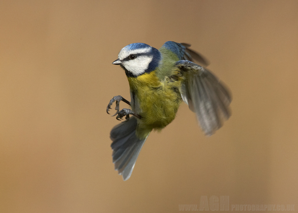 Blue Tit