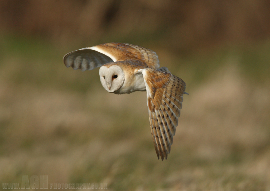 Barn Owl