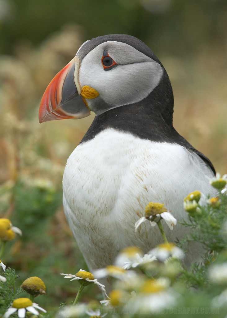 Puffin