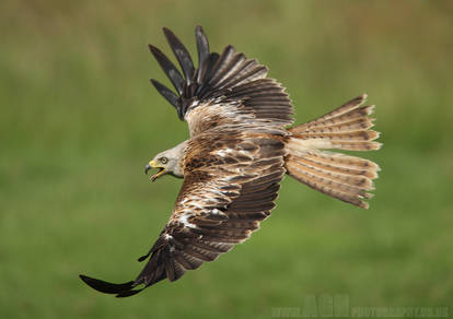 Red Kite