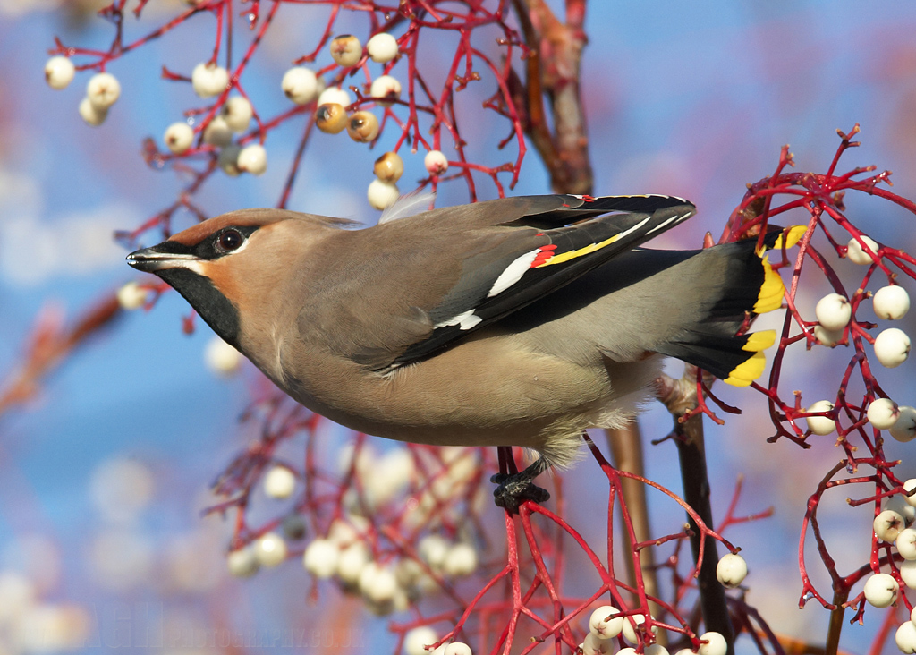 Waxwing