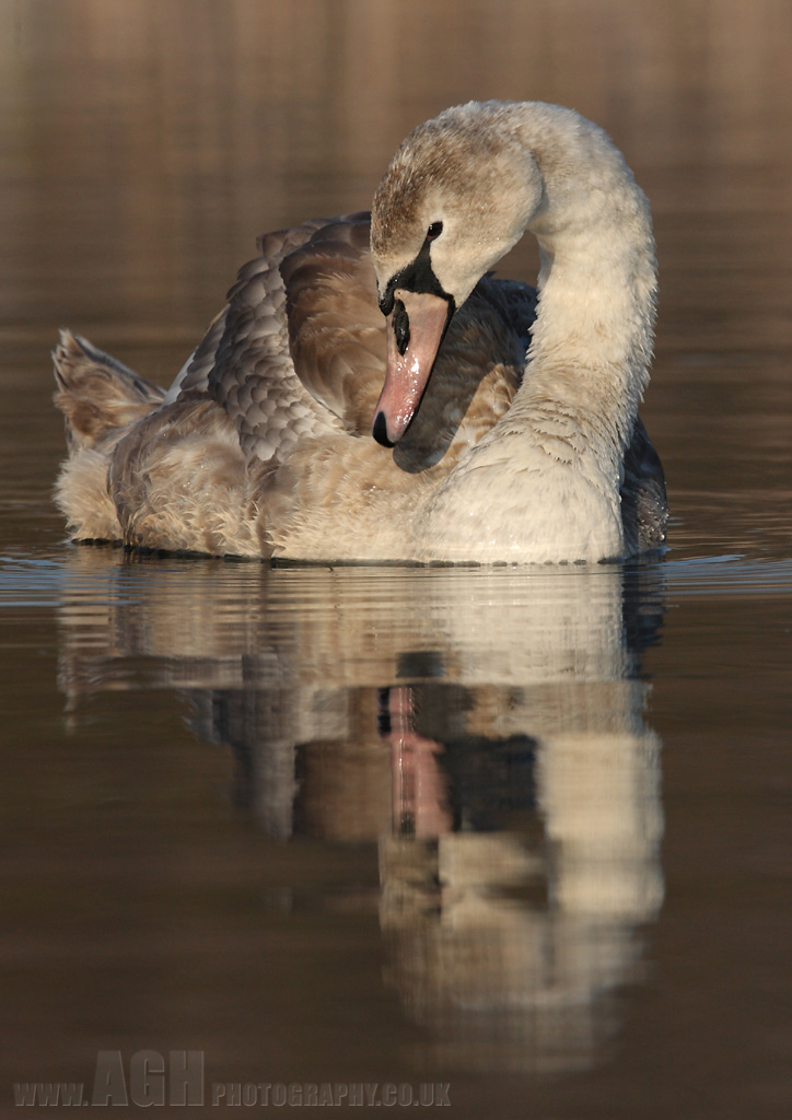 Mute Swan Cygnet