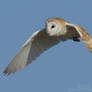 Barn Owl