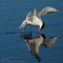 Common Tern