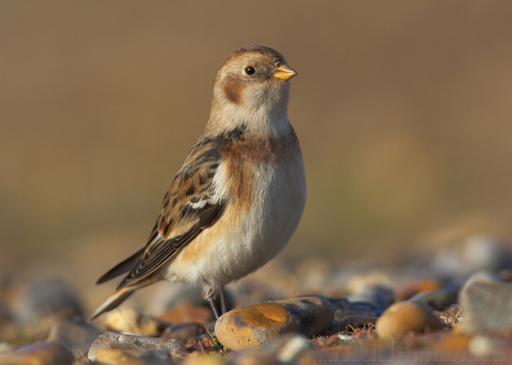 Snowbunting