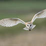 Barn Owl