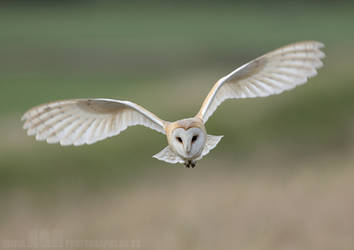 Barn Owl by Albi748