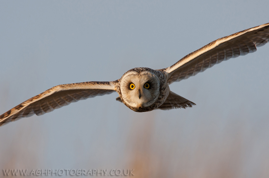 Short Eared Owl