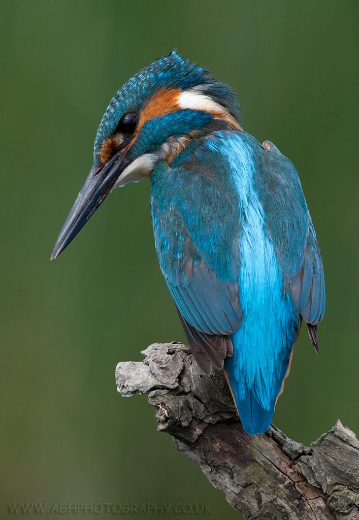 Kingfisher