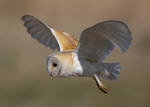 Barn Owl by Albi748