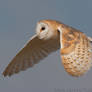 Barn Owl