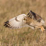 Short Eared Owl