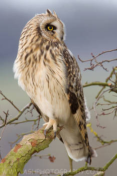 Short Eared Owl