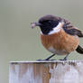 Stonechat