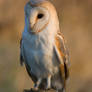 Barn Owl