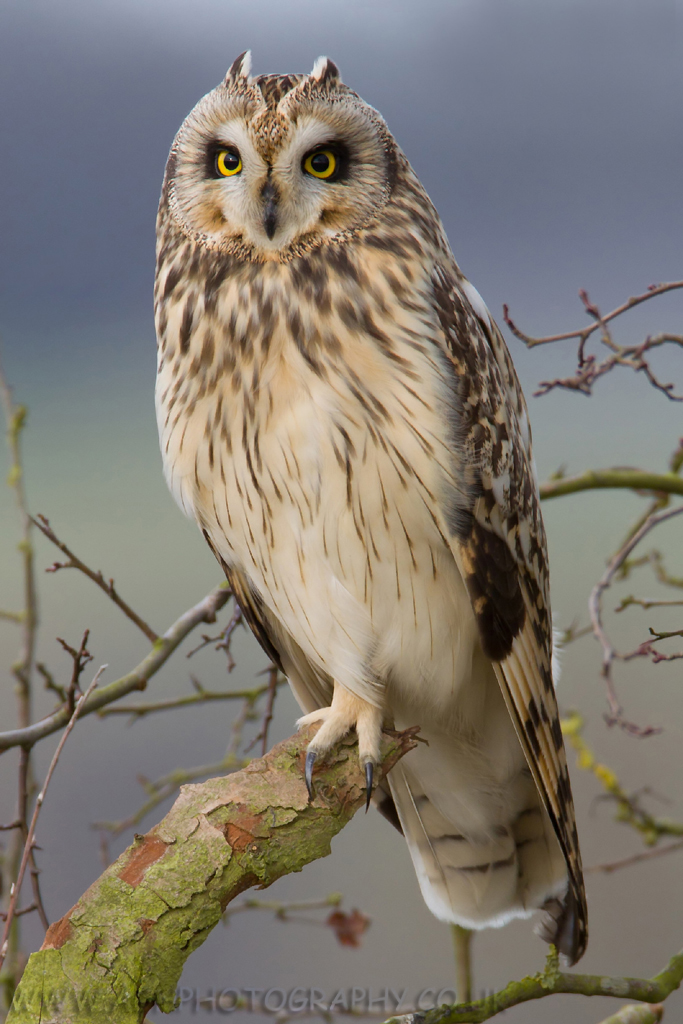 Short Eared Owl