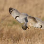 Vole Bombing